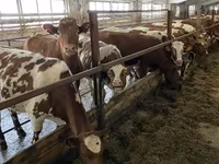 Krowa, Rasa jerseyjska — zdjęcie 8