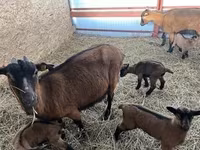 Koza, Alpine goat — zdjęcie 1