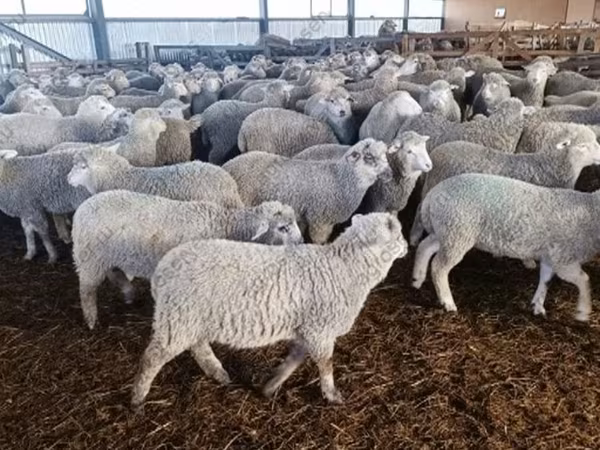 Owca, Kuibyshev sheep