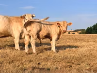Byk, Charolais cattle — zdjęcie 1