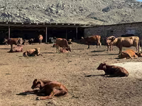 गाय, Latvian Blue cattle — फ़ोटो 5