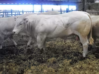 Byk, Blonde d’Aquitane cattle — zdjęcie 6