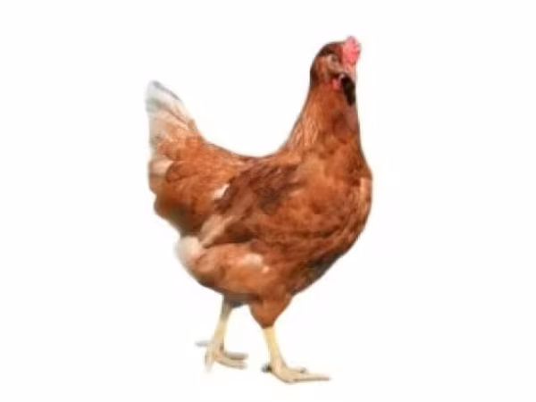 Chickens — Rosja