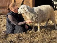 Baran, Assaf sheep — zdjęcie 2