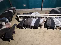 Baran, Owce — zdjęcie 3