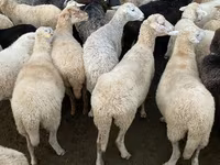 母山羊, Goats — 照片 3