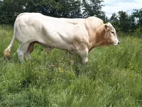 सांड, Blonde d’Aquitane cattle — फ़ोटो 1
