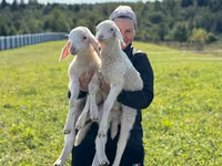 Baran, Assaf sheep — zdjęcie 3