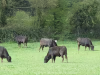 Bull, Wagyu — photo 2