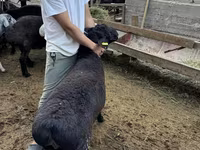 Ram, Sheep — photo 5
