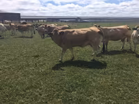 Krowa, Partenaise cattle — zdjęcie 2