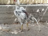 Chickens — photo 2