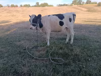 母牛, Holstein breed — 照片 3