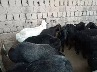 Baran, Rhon sheep — zdjęcie 2