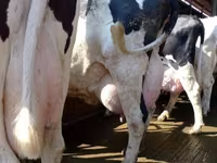 Krowa, Swiss cattle — zdjęcie 1