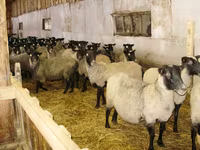 Owca, Romanov sheep — zdjęcie 3