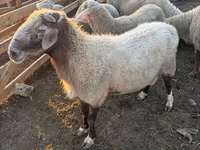 Baran, Owce — zdjęcie 1