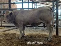 Byk, Charolais cattle — zdjęcie 5