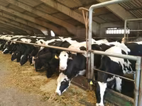 Vaca, Russian Black pied cattle — foto 2