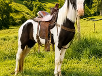 Koń, Appaloosa — zdjęcie 4