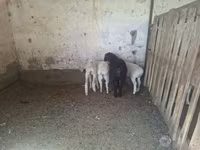 Owca, Owce — zdjęcie 2