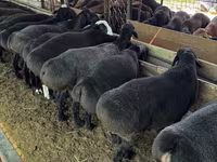 Ram, Sheep — photo 6
