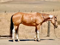 Mare, Quarter Horse — photo 2