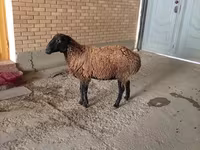 Baran, Owce — zdjęcie 2