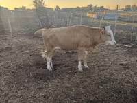 Krowa, Latvian Blue cattle — zdjęcie 4