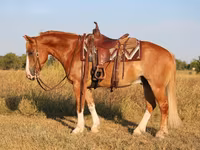 Koń, Gypsy horse — zdjęcie 3