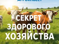 Krowa, Swiss cattle — zdjęcie 1