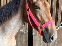 Kobyła, Rocky Mountain Horse — zdjęcie 4