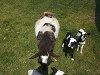 Widder, Kuibyshev sheep — Foto 7