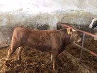 गाय, गोलस्टीन नस्ल — फ़ोटो 3
