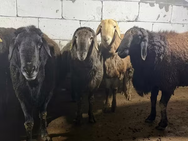 كبش, Arashan sheep