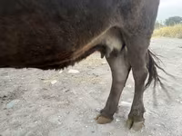 Cow, Cattle — photo 3