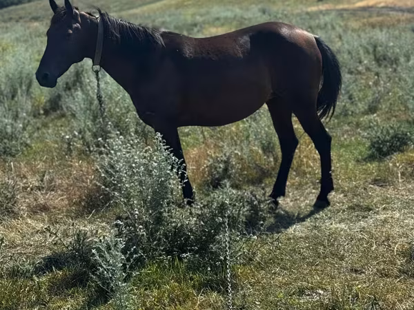 母马, Horses