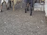 كبش, الأغنام — الصورة 1