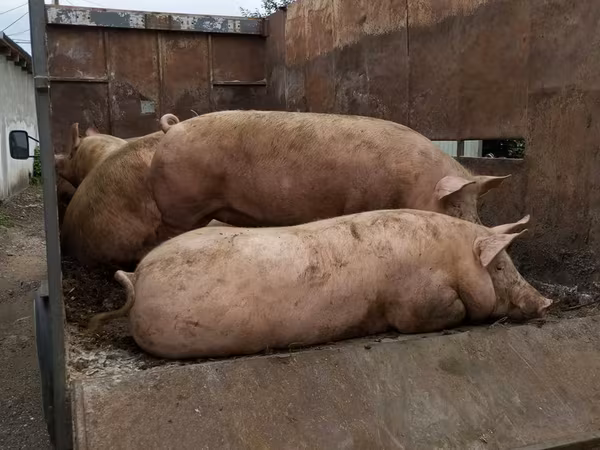 Knur, Świnie