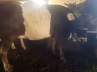 Bull, Cattle — photo 5