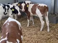 Cow, Cattle — photo 1