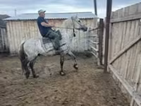 Mare, Horses — photo 8