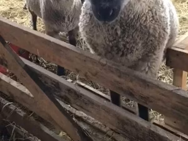 Owca, Blackheaded Persian sheep — Rosja
