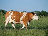 Krowa, Bydło — zdjęcie 5