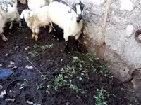 बकरी, बकरियाँ — फ़ोटो 2