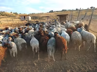 भेड़, भेड़ — फ़ोटो 2