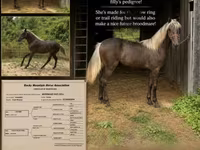 Kobyła, Rocky Mountain Horse — zdjęcie 1