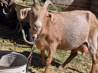 Cabra, Cabras — foto 1
