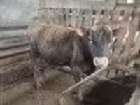 Byk, Rasa jerseyjska — zdjęcie 2
