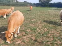 Krowa, Aubrac cattle — zdjęcie 3